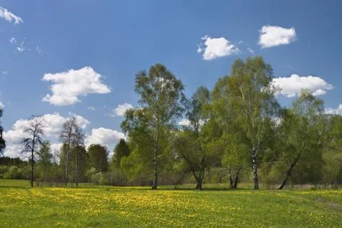 Summer landscape Foto stock