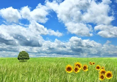 Summer landscape Stock Photos