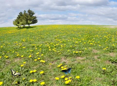 Summer landscape Stock Photos