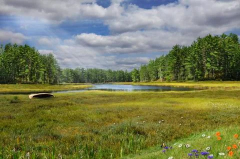 Summer landscape Stock Photos