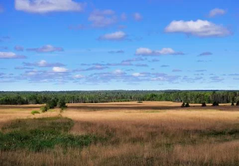 Summer landscape Stock Photos