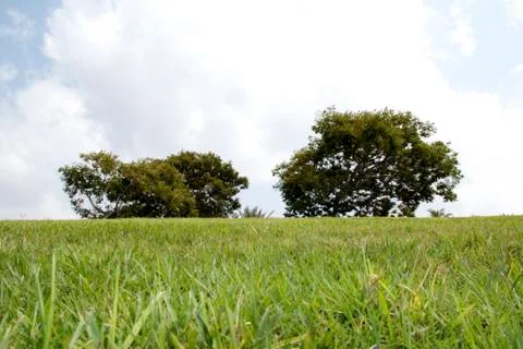 The Summer Landscape Stock Photos