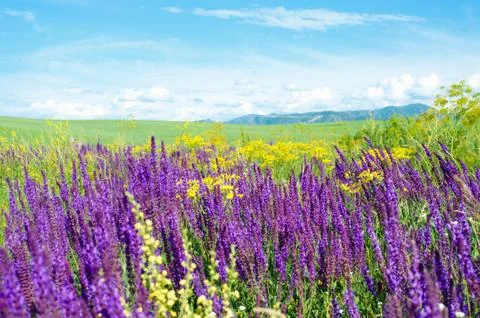 Summer landscape Stock Photos