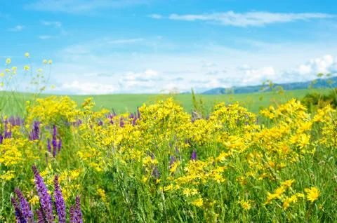 Summer landscape Foto stock
