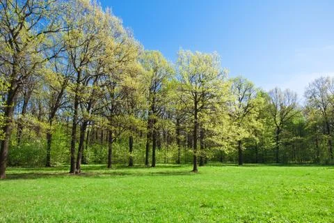 Summer landscape Stock Photos