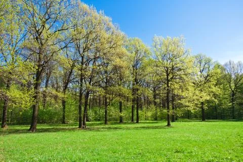 Summer landscape Stock Photos