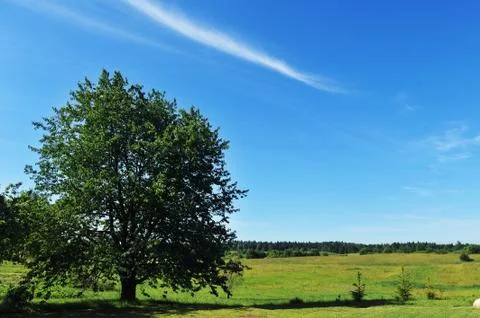 Summer landscape Stock Photos