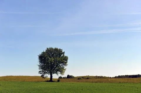 Summer landscape Stock Photos