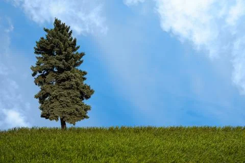 Summer landscape Stock Photos
