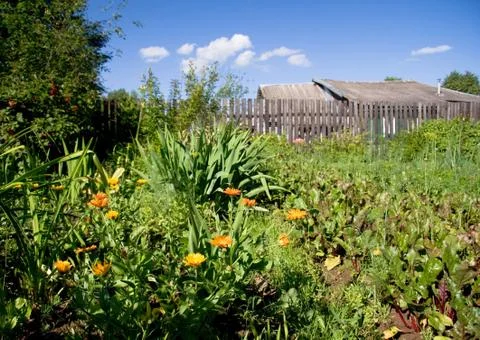 Summer landscape Stock Photos