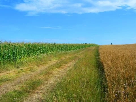 Summer landscape Stock Photos