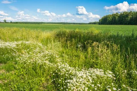 Summer landscape. Stock Photos