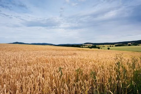 Summer landscape Foto stock