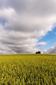 Summer landscape Stock Photos