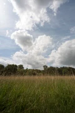 Summer landscape 写真素材