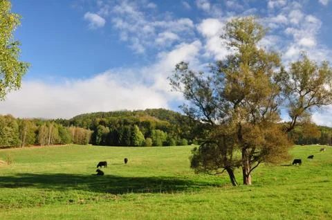 Summer landscape Stock Photos