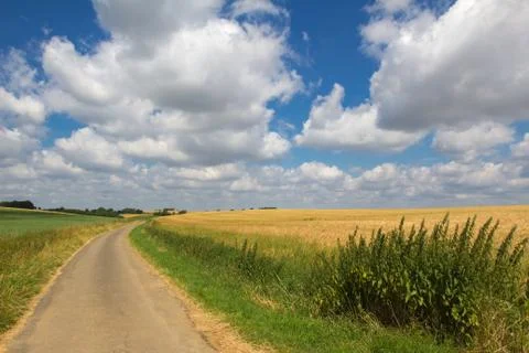 Summer Landscape Stock Photos