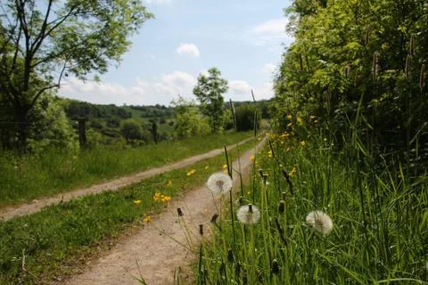Summer landscape Stock Photos