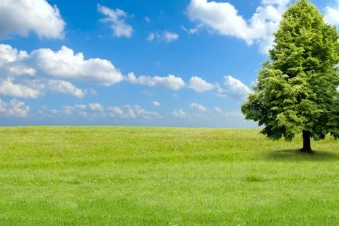 Summer Landscape Stock Photos