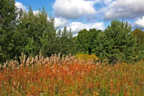 Summer landscape Stock Photos