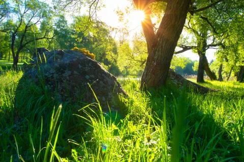 Summer landscape Stock Photos