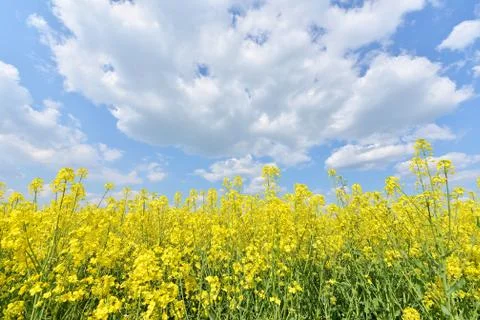 Summer landscape Foto stock