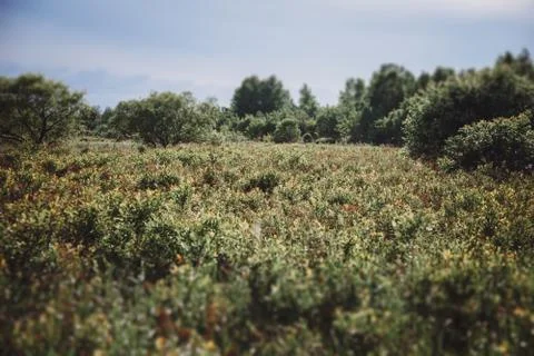 Summer landscape Stock Photos