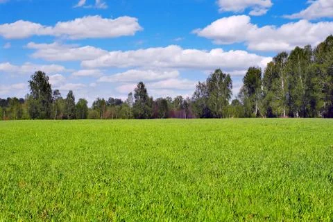 Summer landscape Stock Photos