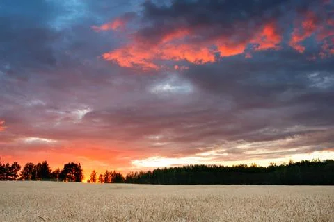Summer landscape Stock Photos
