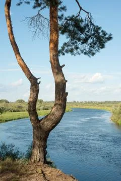 Summer landscape Stock Photos