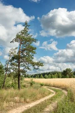 Summer landscape Foto stock