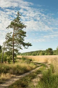 Summer landscape Stock Photos