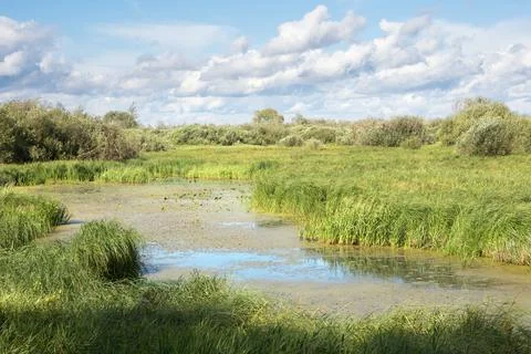 Summer landscape Stock Photos