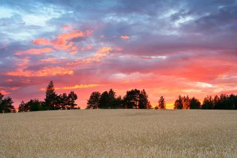 Summer landscape Stock Photos