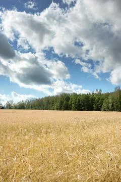 Summer landscape Stock Photos