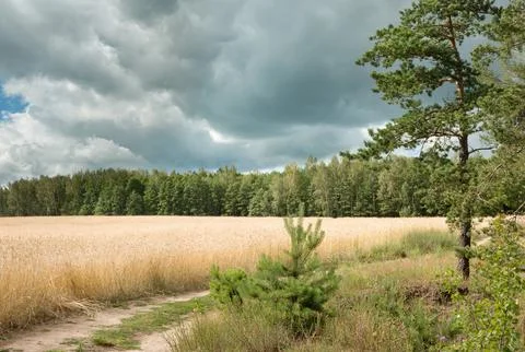 Summer landscape Stock Photos