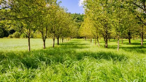 Summer landscape Stock Photos