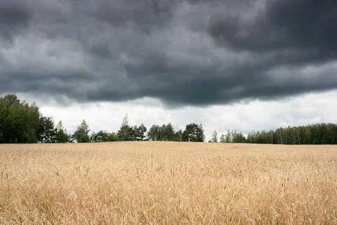Summer landscape Stock Photos