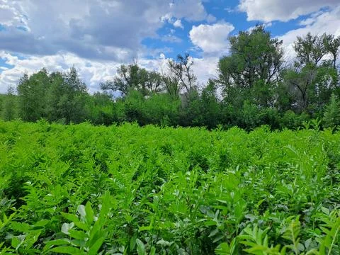 Summer landscape Stock Photos