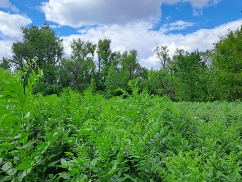 Summer landscape Stock Photos