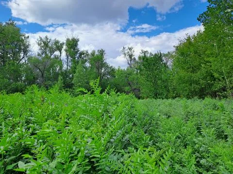 Summer landscape Stock Photos
