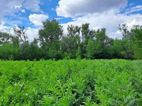 Summer landscape Stock Photos