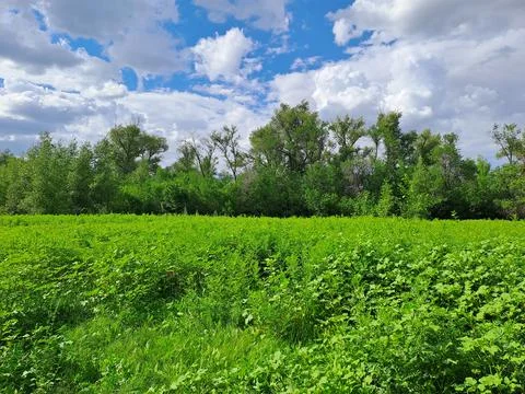 Summer landscape Stock Photos