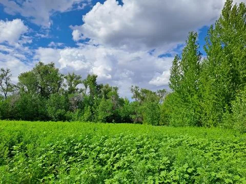Summer landscape Stock Photos