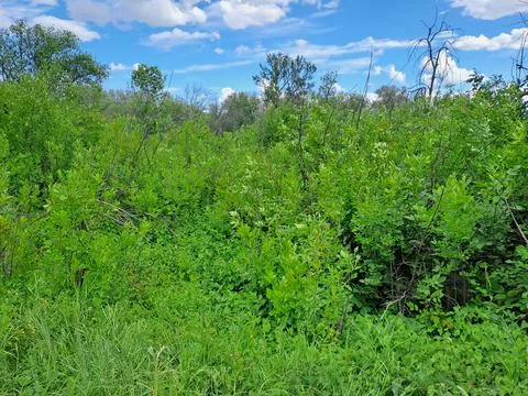 Summer landscape Stock Photos