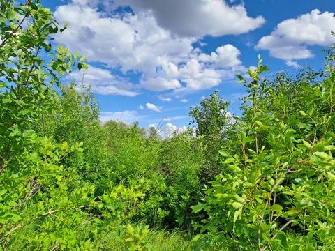 Summer landscape Stock Photos
