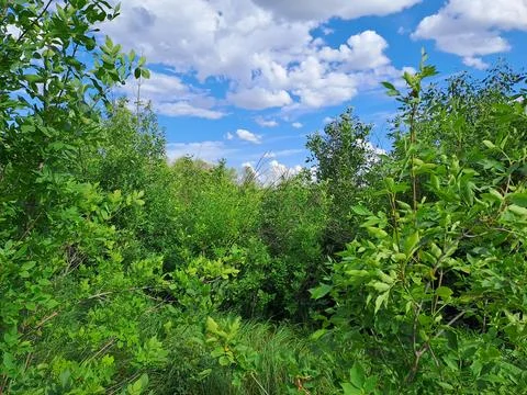 Summer landscape Stock Photos