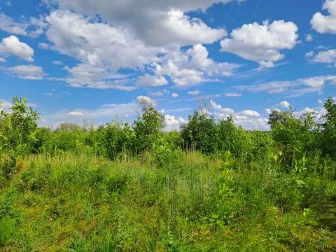 Summer landscape Stock Photos