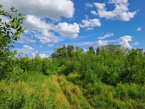 Summer landscape Stock Photos