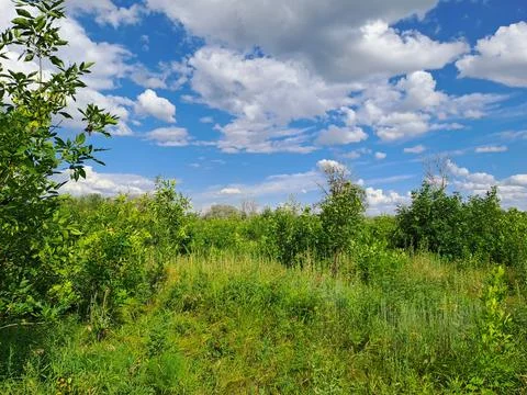 Summer landscape Stock Photos